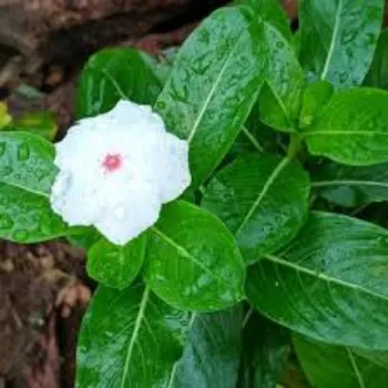 Natural Hybrid Plant